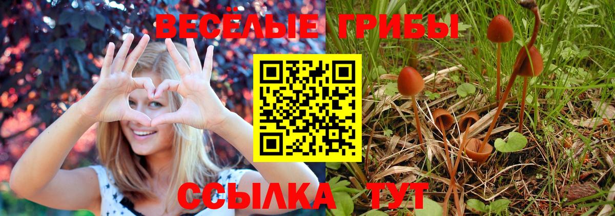 закладки  Вход с VPN  Семёнов  Псилоцибиновые грибы Psilocybine cubensis 